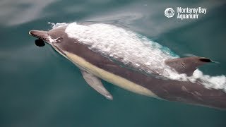 Superpod Of Common Dolphins In Monterey Bay [upl. by Aihsercal]