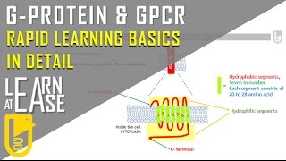 Gprotein and GPCR Rapid LearningBasics to the Core [upl. by Lang4]