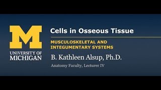 Skeletal System Cells in Osseous Tissue [upl. by Emelun]