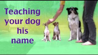 How to teach your dog his name [upl. by Alitha311]