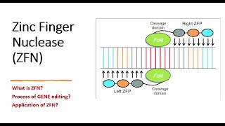 Gene Editing Zinc Finger Nuclease part2 Process of gene editing  Applications biotechnology [upl. by Ninos608]