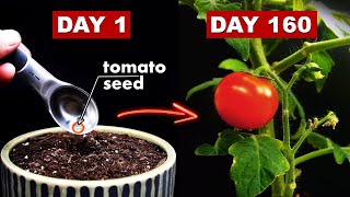 Growing TOMATOES 🍅 From Seed  160 Days Time Lapse [upl. by Annazor358]