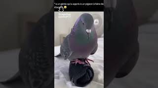 C’est un Pokémon le bye 😂 shortvideo bestvideo edit humour pigeon pokemon roucool [upl. by Madora]