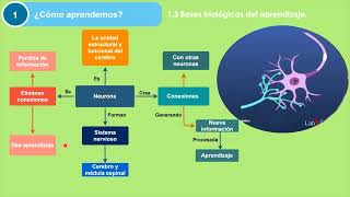 ¿Cómo Aprendemos Stanislas DehaeneResumen [upl. by Aryamoy207]