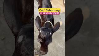 Disbudding a calf in 60 seconds dehorning calves shortvideo viral shorts [upl. by Haon]