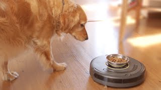 Dog food dish on the roomba [upl. by Olrak]