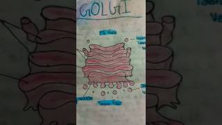 Golgi diagram [upl. by Karylin]