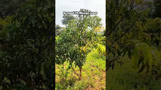 38 Gunta Mango Farm Land Sale in Channapatna Ramanagara Near Bengaluru Charan 7338474634 [upl. by Sharity416]