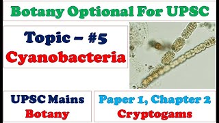 Structure and Reproduction in Cyanobacteria Blue Green Algae Prokaryotic Photosynthetic Bacteria [upl. by Milinda263]