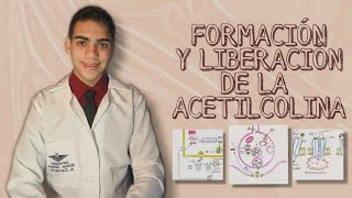 06  Biología Molecular de la Formación y Liberación de Acetilcolina Fármacos sobre la Transmisión [upl. by Dunson743]