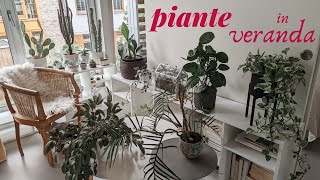 Piante in veranda  monstera philo succulente [upl. by Noteek562]