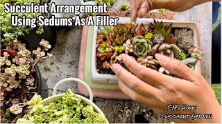 Succulent Arrangement Using Sedums as a Filler [upl. by Lindy]