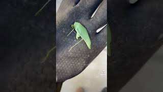 🦗☠️ grasshopper meets temprid fx pestcontrol grasshopper opper [upl. by Fernando]