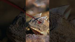 Horned Lizard The Lizard That Shoots Blood from Its Eyes [upl. by Odracer]