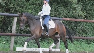 wwwsporthorsesonlinecom 2010 Hanoverian mare riding test winner [upl. by Yalc]