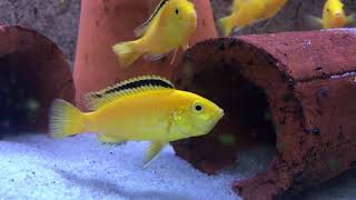 Labidochromis caeruleus Golden and Aulonocara red rubin Malawi cichlids [upl. by Nwahsuq697]