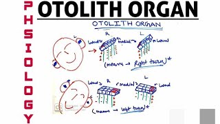 OTOLITH ORGAN  PHYSIOLOGY  MACULA  EAR  BALANCE [upl. by Eilahtan823]