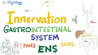 Enteric Nervous System ENS  Myenteric Submucosal plexus  GI Innervation  Nerve Supply of GIT [upl. by Vitale]