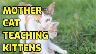 How Do Mother Cats Discipline Their Kittens [upl. by Eilema472]