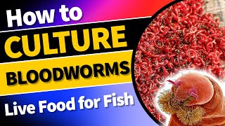 Ultimate Guide to Culturing and Harvesting Nutritious Bloodworms at Home bloodwormculture [upl. by Notsle]