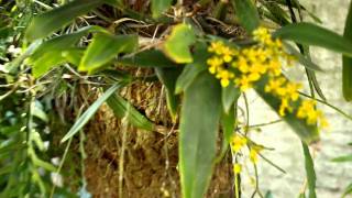 Oncidium cornigerum en florAVI [upl. by Merrell]