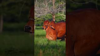 MOST BEAUTIFUL BRAHMAN COW  BRAHMAN BREED  S4SIDDIQUE shorts ytshorts trending short viral [upl. by Cornelius140]