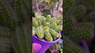 Echinopsis chamaecereussucculentlove 🌱plantsruyi garden [upl. by Anec]