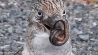 Kookaburra Bird Eats Python Snake [upl. by Schulze31]