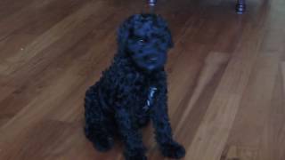 Black Australian Labradoodle Puppy [upl. by Kalindi703]