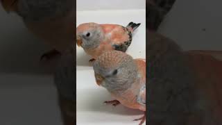 Bourkes Parakeet Talk [upl. by Georgina]