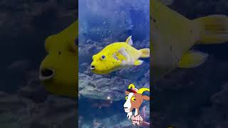 Qual jeito certo para aclimatar peixes  aquariomarinho reefmarinho biology curiosidades [upl. by Martguerita734]