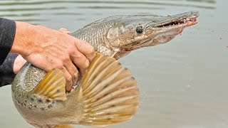 River Alligator Gar in 4K Ultra HD  First Catch Ever [upl. by Margery]