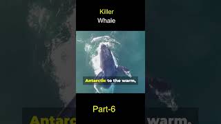 Orca Explorations Your Guide to Understanding Killer Whales [upl. by Dorfman]