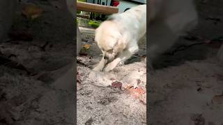 Butters Can’t Resist Digging Holes When We’re at the Campsite⛺️shorts goldenretriever cute dog [upl. by Fania824]