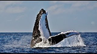 Baleia Jubarte Brasil Humpback Whale ABROLHOS Ballena Jorobada [upl. by Jona]