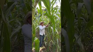 Comiendo elotes campo agricultura comida [upl. by Erised]