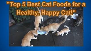 quotTop 5 Best Cat Foods for a Healthy Happy Cat  Cat Food Guide 2024quot [upl. by Inail194]