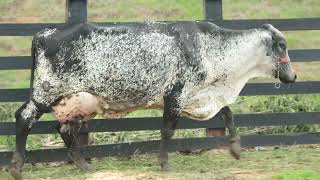 ✅LOTE 36  1º LEILÃO VIRTUAL FAZENDA CÓRREGO DAS PEROBAS 17112024 DOMINGO ÀS 17 HORAS [upl. by Tnecnivleahcim]