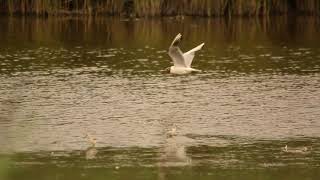 Avocet chicks at blue house farm Essex wildlife trust [upl. by Asor]