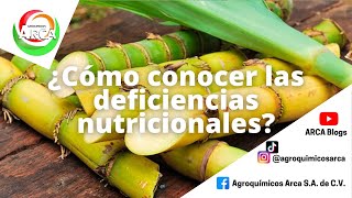 ¿Cómo saber las deficiencias nutricionales en mi cultivo de caña  ARCA Blogs  Tips [upl. by Ahsenid375]