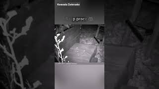 Nocne nagranie Szop pracz 🦝nature wildlife animals szop [upl. by Annaira739]