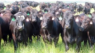 D amp N Livestock  1000 October Grass Heifers  125 Head Peebles SK [upl. by Hermann258]