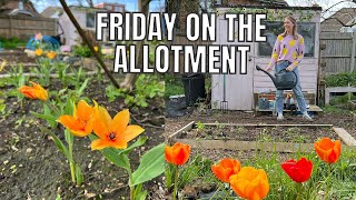 A FRIDAY ON THE ALLOTMENT PLOT  ALLOTMENT GARDENING FOR BEGINNERS [upl. by Atiras]