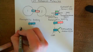 Cell Adhesion Molecules Part 1 [upl. by Eidnam]