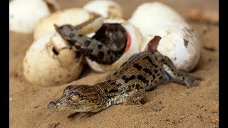 Crocodile Hatchlings Carried in Mothers Mouth [upl. by Colburn]