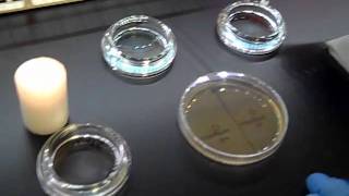 control of bacterial growthmp4 [upl. by Analem964]