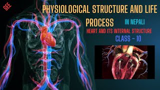 Life Process Part2 Class  10 Heart Internal Structure Heart and Working method of heart [upl. by Ahsimal35]