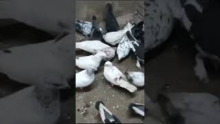 Kabutar Short video like sher subscribe [upl. by Narmi]