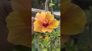 আমার ছাদের কিছু জবাvarious hibiscusgardeningflowerhibiscustipsviral videoBengaliroof garden [upl. by Ybrad]