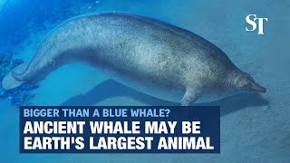 Ancient whale from Peru may be Earths largest animal [upl. by Andrey671]